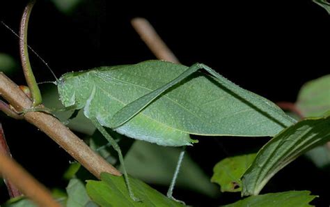 Introduction To The False Katydids Listening To Insects