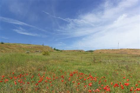 The Grass And The Poppy Field Rhoeas Lat Papaver In The Steppes Of The