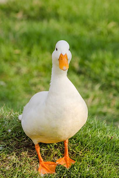 They can withstand the cold temperatures, and would even indulge in short swimming. Best American Pekin Duck Stock Photos, Pictures & Royalty ...