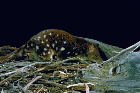 Spotted Tailed Quoll Yoursay Act