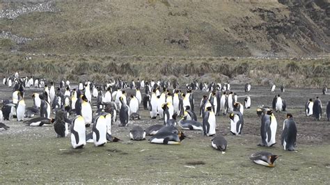 King Penguins Hanging Out At Salisbury Plain South