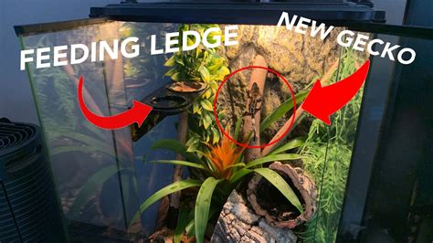 New Crested Gecko New Feeding Ledge Youtube