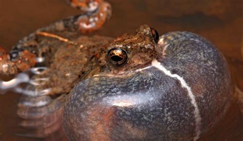 These 7 Worlds Cutest Frogs Will Make You Jump With Joy Page 2