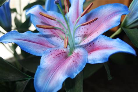 La soluzione per la definizione fiore blu violetto è stata trovata nel nostro motore di ricerca. Bellissimo Fiore Di Giglio Blu E Violetto Fotografia Stock - Immagine di fiore, bello: 161116574
