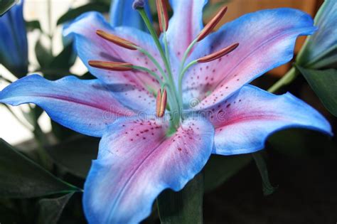 Foto stock premium di primi fiori di primavera blu, violette nella foresta. Bellissimo Fiore Di Giglio Blu E Violetto Fotografia Stock ...