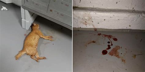 Cat Found Dead In Boon Lay With Injuries And Blood Around It Caregivers