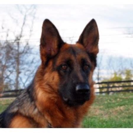 German shepherds aren't only loving and loyal to their owners, but in addition, they're extremely intelligent and extremely trainable. Topline Shepherds, German Shepherd Dog Breeder in Richmond ...