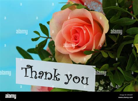 Thank You Note With Pink Rose Stock Photo Alamy