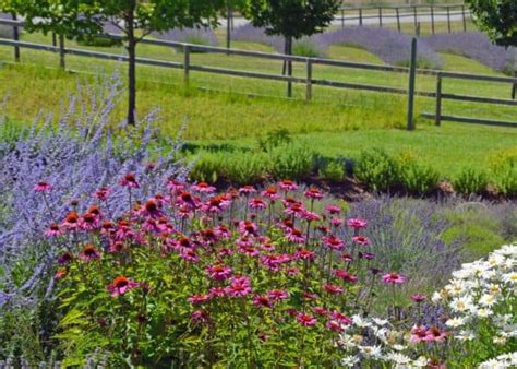 12 Companion Plants For Lavender 🌱 💜 Boosting Beauty And Benefits In