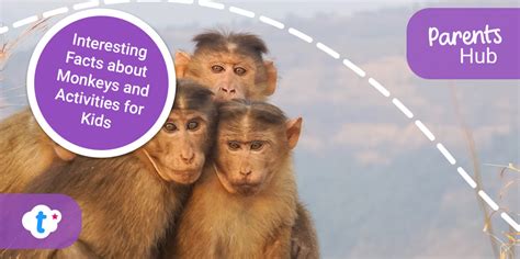 Interesting Facts About Monkeys And Activities For Kids
