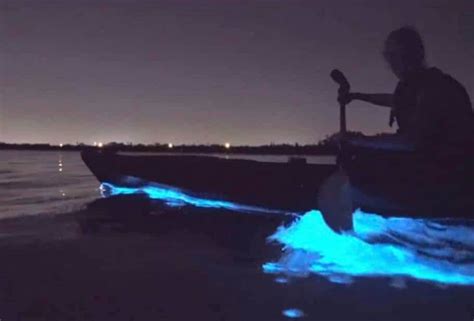 Wildlife Watersports Announces The Return Of Bioluminescence Tours In
