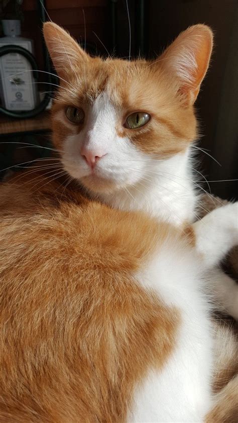 The orange genes are dominant over other colors except for the white cats. looks like my boy creamsicle :') | Cute cats and kittens ...