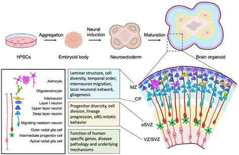 Frontiers What Makes Organoids Good Models Of Human Neurogenesis