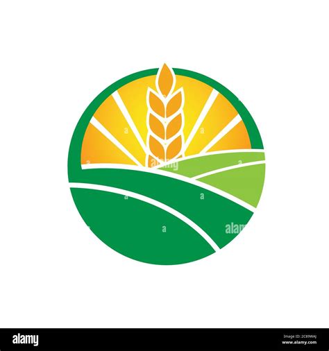 Wheat Farm Agruculture Farm Design Vector Agricultural And Farming