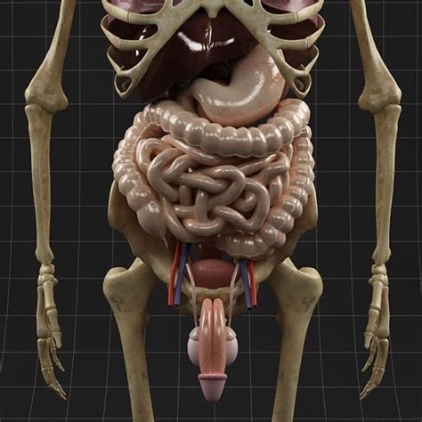 Anatomy Internal Organs Male 3d Model Max