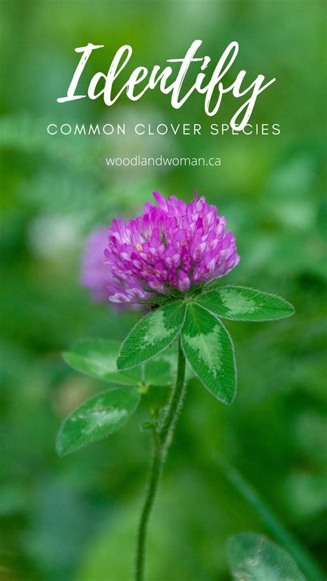 Recommended if you are familiar with grass structures. Identifying Clover Species | Wild food, Clover, Pollination