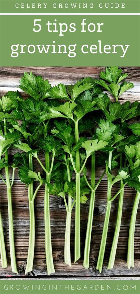 Five Tips For Growing Celery In 2020 Growing Celery Fall Garden