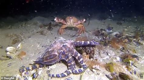 Watch Epic Underwater Battle Between Blue Ringed Octopus And Crab