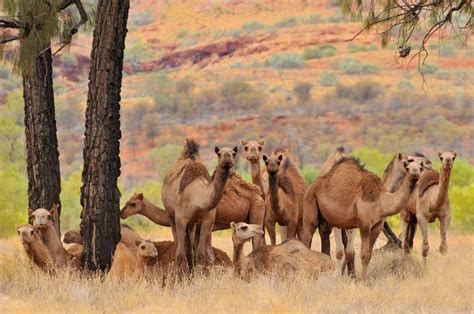 Camels Of The Australian Outback