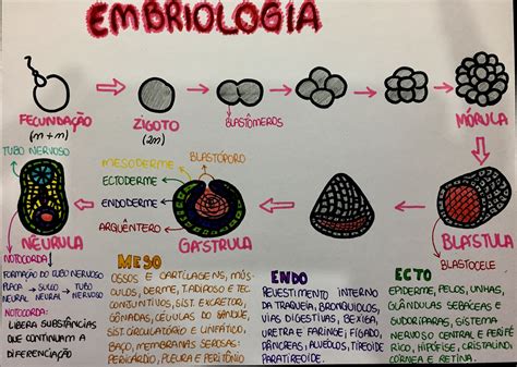 Mapa Mental Embriologia Humana MODISEDU