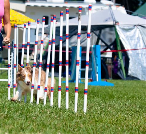 How to make a dog agility course at home | Natural Dog Owner