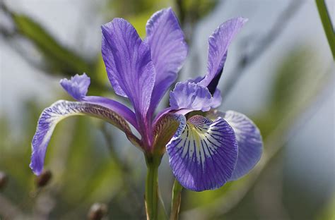 Wild Purple Iris Photograph By Greg Vizzi Pixels