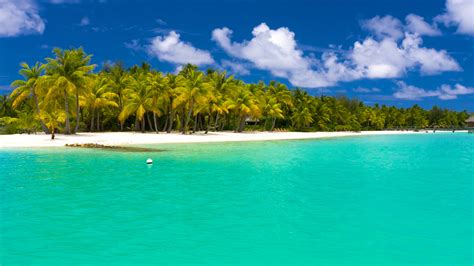 Summer Maldives Tropical Beach Palm Trees 4k 3840×2160