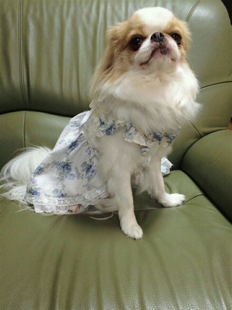 These are the pekingese and japanese chins. Pin by Elise on The Cutest Puppies in the World!! | Cute ...