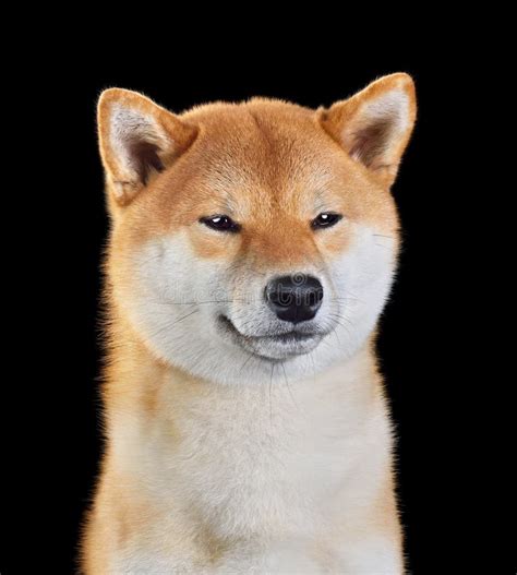 Shiba Inu Dog Portrait Stock Photo Image Of Close Purebred 170853318