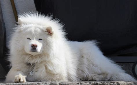 Zdjęcia Samojed Pies Domowy Leży Biały Zwierzę Spojrzenie 3840x2400