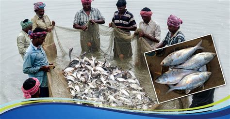 The fisheries research institute (fri) is an agency under the research department of the department of fisheries malaysia and is responsible for undertaking research on aspects of fisheries and aquaculture resources and ecology. Developments undertaken by the Fisheries Department in the ...