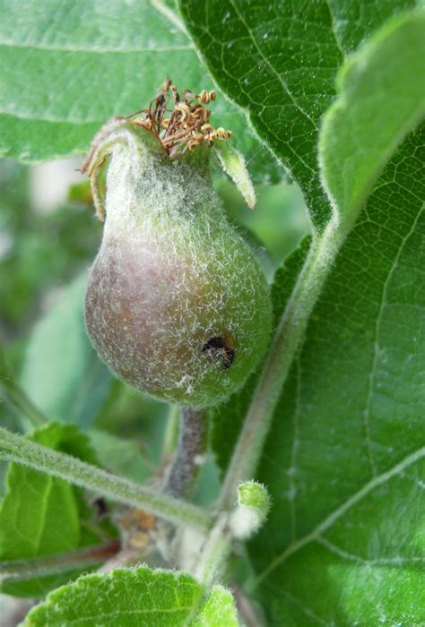 The female cuts a semicircle into the skin of the fruit where she deposits a single egg just beneath the skin. Mark Longstroth Replied June 22, 2016, 10:11 AM EDT