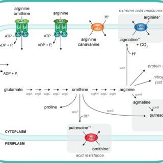 Schematic Representation Of Arginine Metabolism And Its Import And