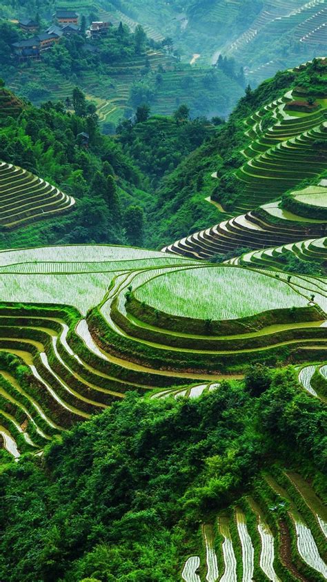Wallpaper Guangxi Longsheng Rice Terraces Beautiful Landscape China