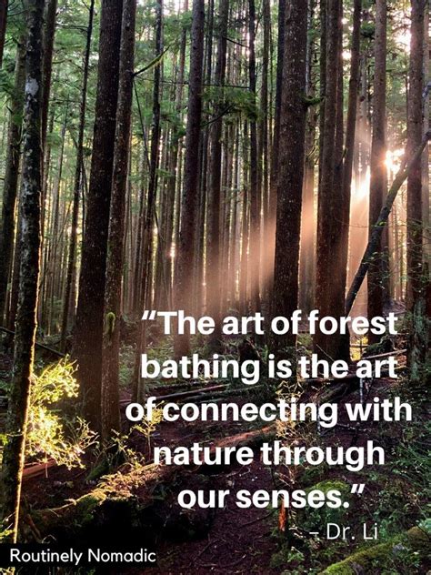 Best Forest Quotes And Captions For 2023 Routinely Nomadic