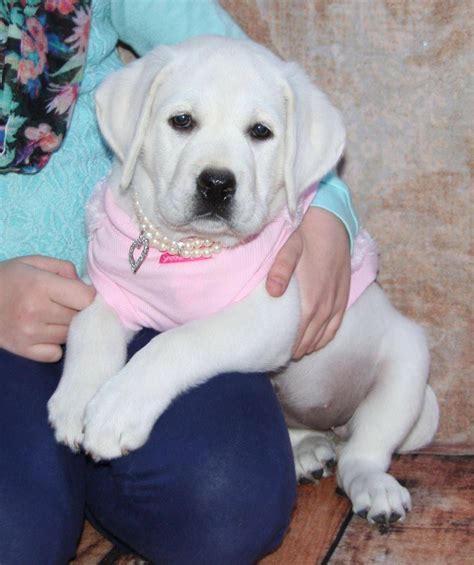 American Lab Puppies For Sale In New England Pudding To Come