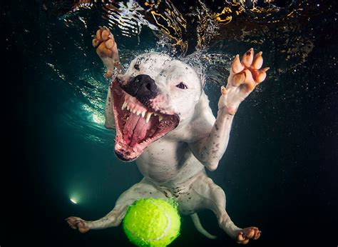 The Best Dog Photography Of 2014 The Dog People By