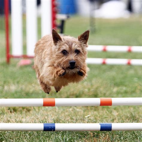 Find images and videos about. Norwich Terrier - Information, Photos, Characteristics, Names