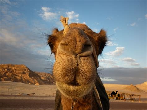 The camelids, as a family, include the new world camelids: Desert gallery | Go Tell It on the Mountain