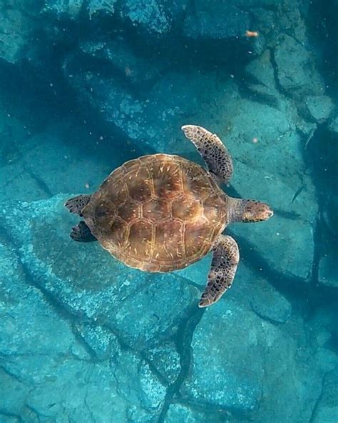 Sea Turtle | Turtle love, Turtle, Sea turtle