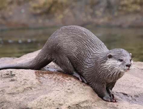 European Otter Lutra Lutra London Zoo Drew Avery Flickr