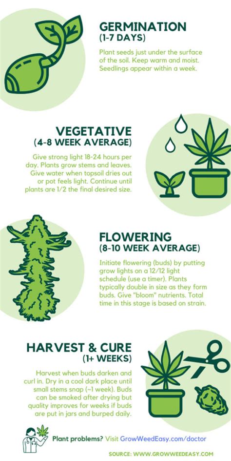 How Long To Grow A Weed Plant Yanes Beceents