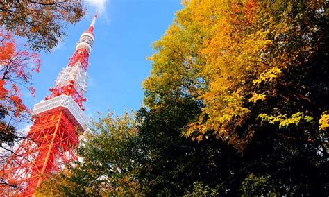 Tokyo Tower And Autumn Foliage Fall Foliage Tokyo Tower Foliage