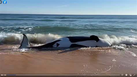 Killer Whale Washes Onto Shore And Dies Florida Photos Miami Herald