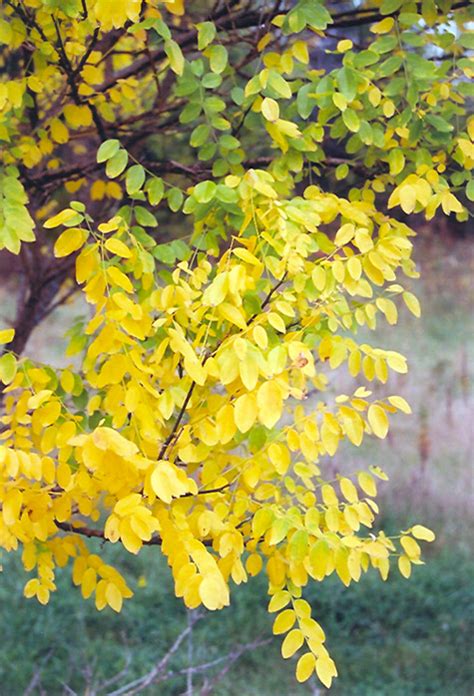 Ornamental factors to consider include flower and fruit presence and appearance, foliage color and texture, bark characteristics, shade density, fall color, and winter appearance. Japanese Pagoda Tree (Sophora japonica) in Fayetteville ...