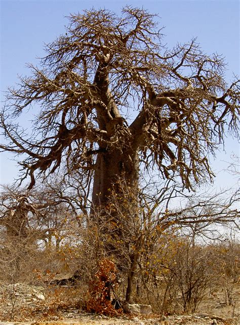 Baobab : Hundred year old trees : Pictures of Botswana