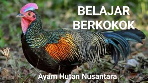 Dulu kutulis puisi meski lupa kusertakan titik, pada saat mana mestinya tak ada ucap lagi agar tak terbaca orang bahwa aku sedang mengantuk. AYAM HUTAN HIJAU LATIHAN BERKOKOK BIAR GA KALAH SAMA YANG ...