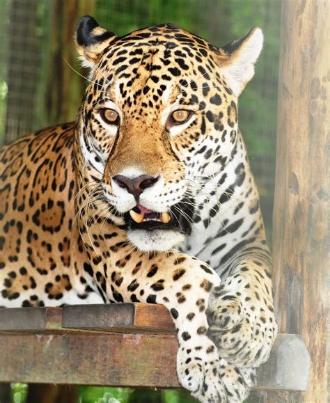 Rainforests are located across the world. Wildlife of the Amazon Rainforest - Latin Routes