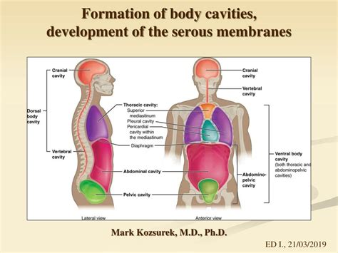 Ppt Formation Of Body Cavities Development Of The Serous Membranes Powerpoint Presentation