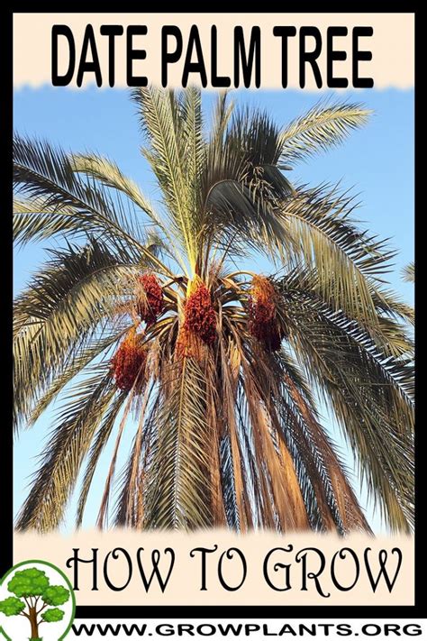 Date Palm Tree How To Grow And Care
